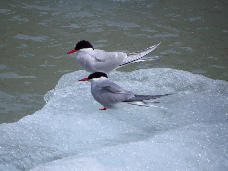 Arctic terns on ice.
