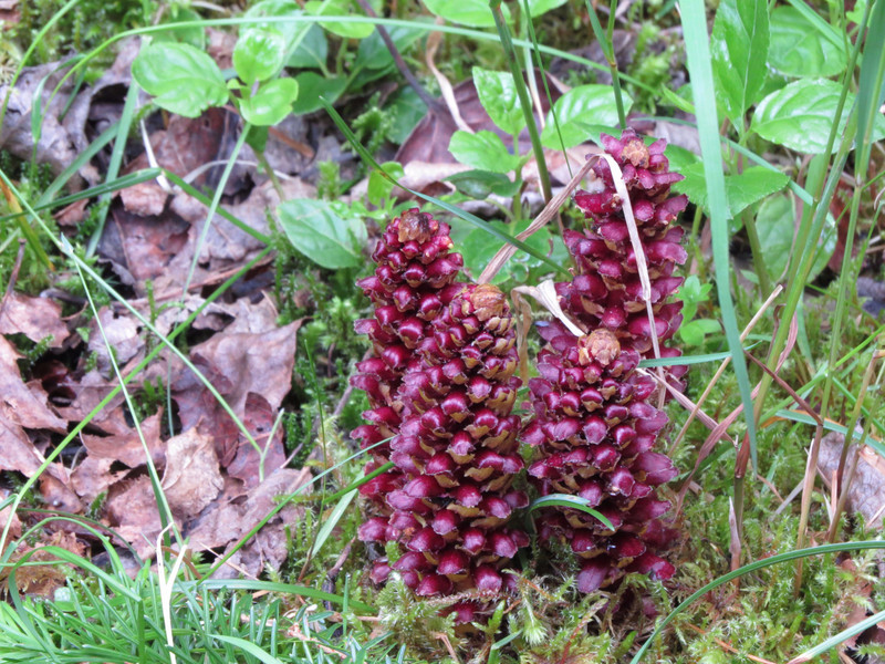 Looks like pine cone but grows up from ground.