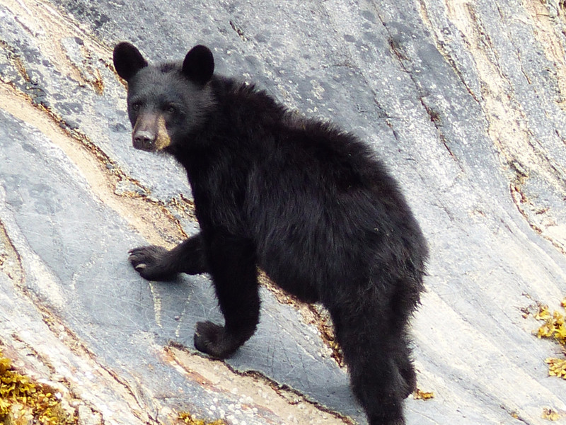 Another bear climbing cliff.
