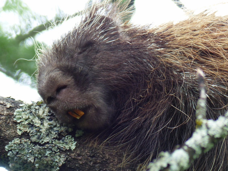 This was a very lazy or old porcupine who seemed to sleep all day.
