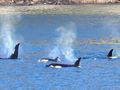 Pod of orcas near Seward.