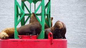 Stellar sea lions hogging the buoy, they would not let others join them.