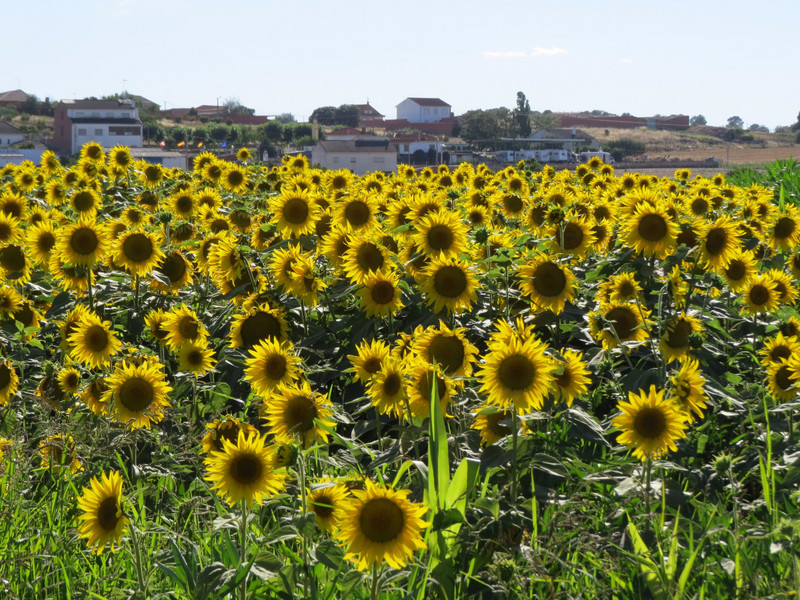 Acreas and acres of sunflowers around Bretocino, camp visible in distance.