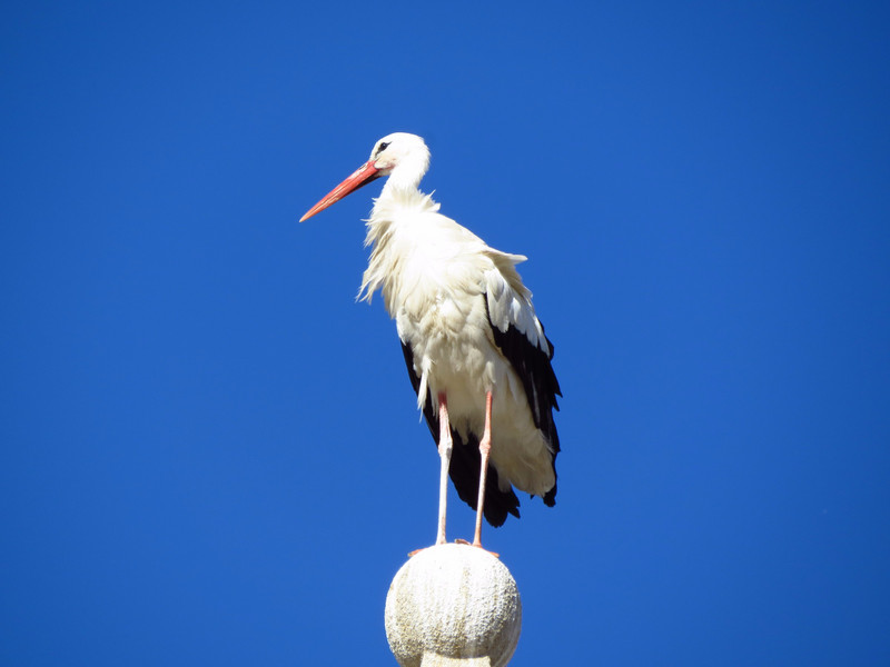 Stork on top of building - precarious position!
