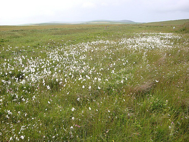 Bog Cotton plants near Ring of Brodgar