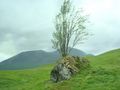 Rowan tree growing out of a rock near Glencoe, Sco