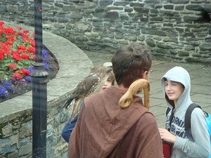 local tour guide with falcon;Conwy, Wales