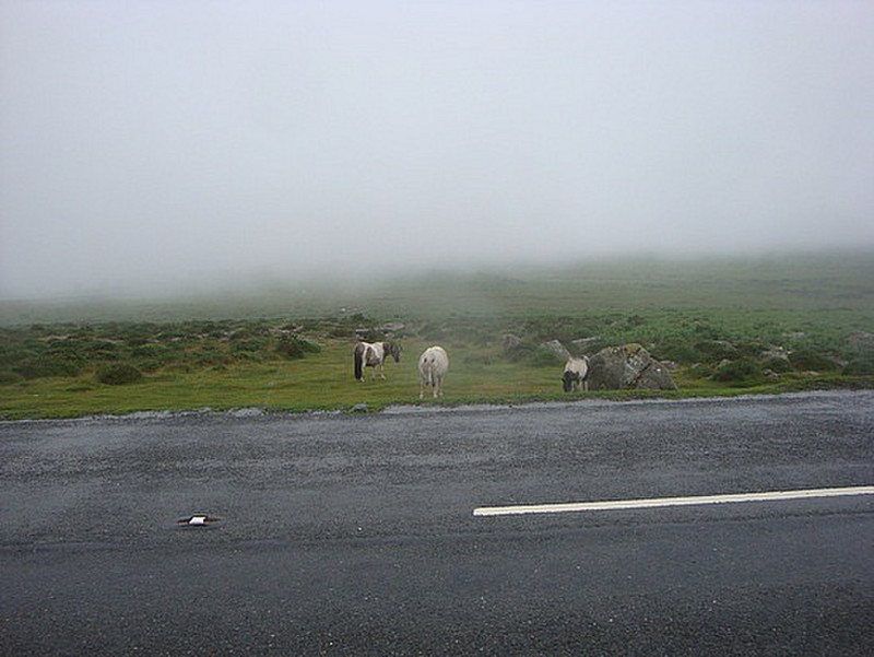 Dartmoor Ponies in the National Park
