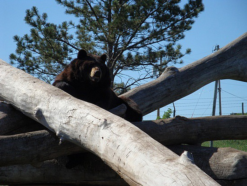 Bear hanging out