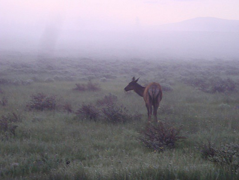 Elk female in mist