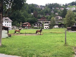 Carriage ride and farm visit in Engelberg (30)