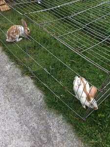 Carriage ride and farm visit in Engelberg (45)