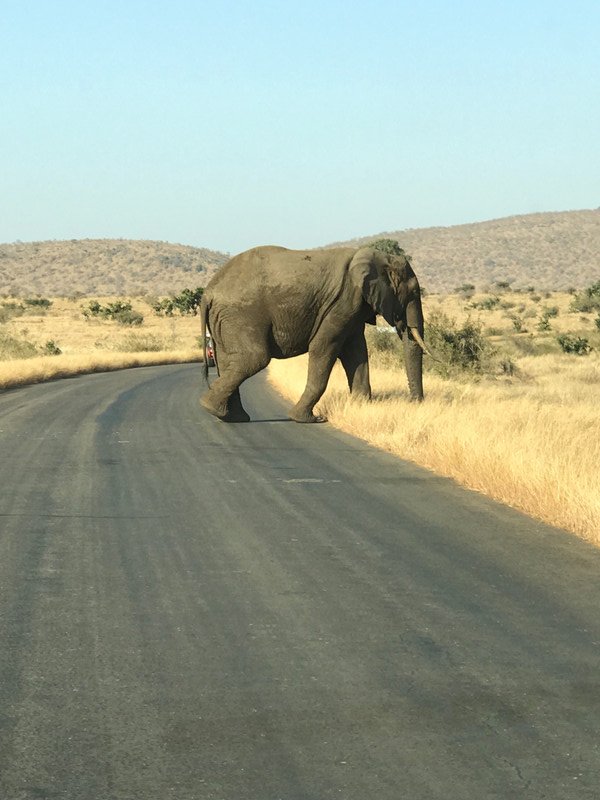 Why DID the elephant cross the road?