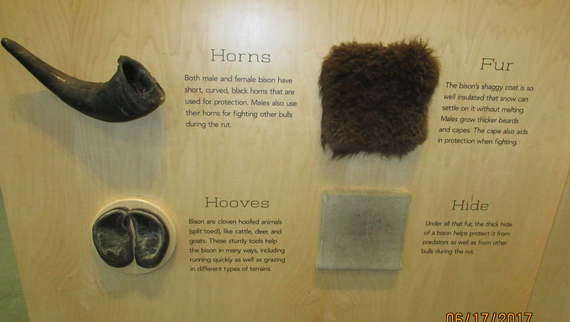 Buffalo Horn, hoof, fur and leather samples.
