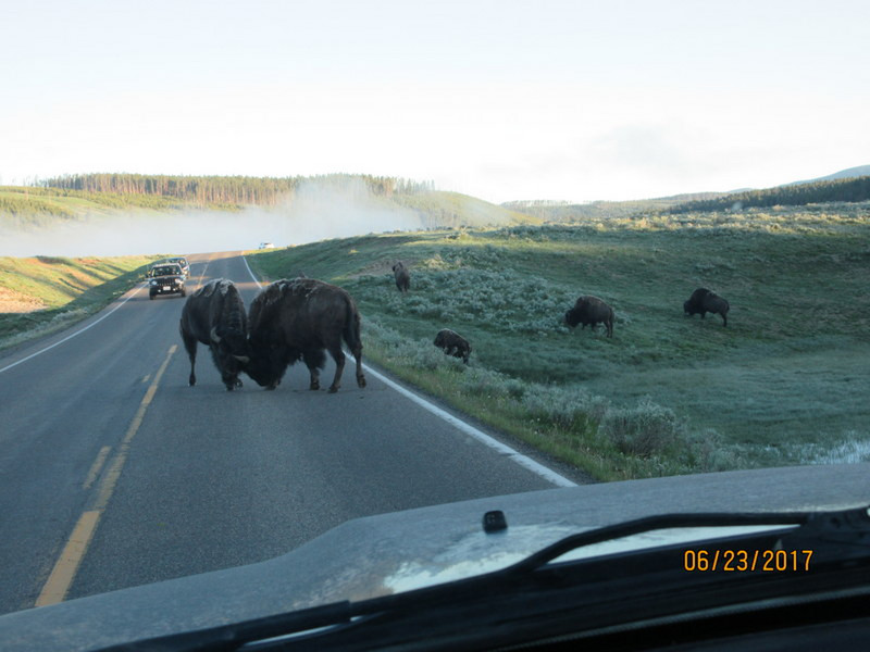 Buffalo Fight on the Road