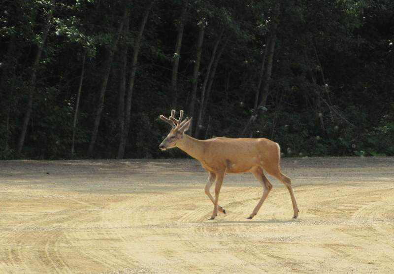 Deer Near Campsite