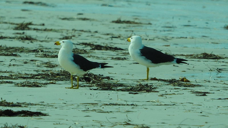 Pacific Gulls