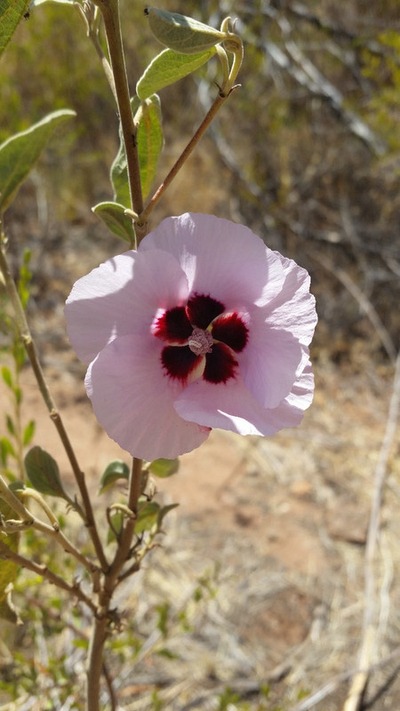 Sturt Desert Rose - Floral emblem for NT