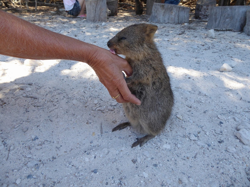 Rottnest Island Quokkas Photo