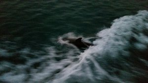 Twilight Dolphin Cruise