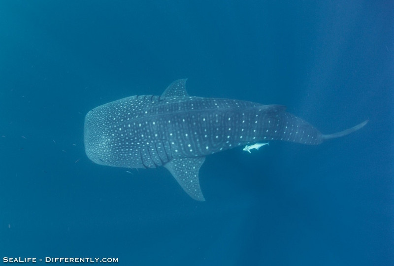 Coral Bay - Whale Shark Tour 12
