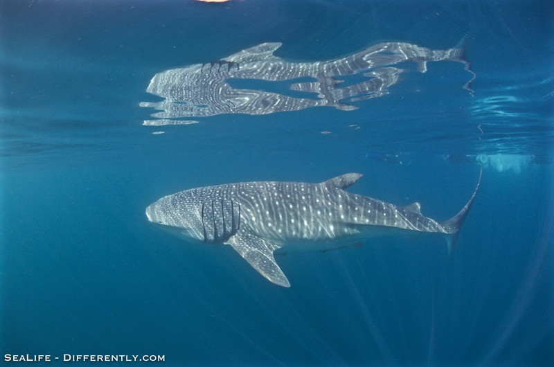 Coral Bay - Whale Shark Tour 13