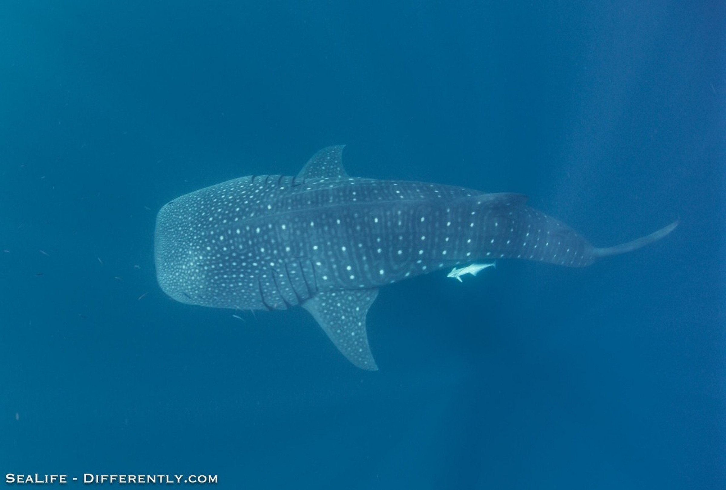 Coral Bay Whale Shark Tour 12 Photo