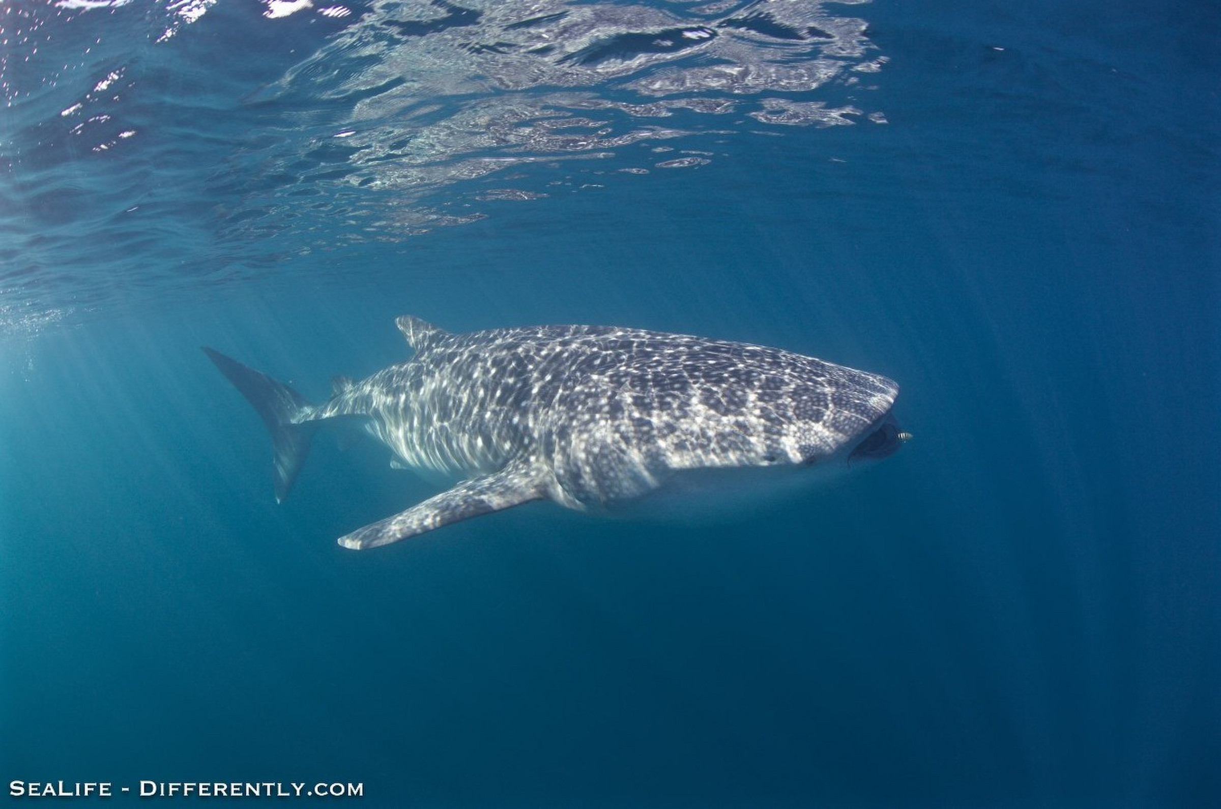 Coral Bay Whale Shark Tour 16 Photo