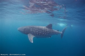 Coral Bay - Whale Shark Tour 10
