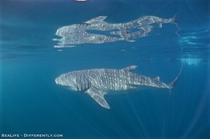 Coral Bay - Whale Shark Tour 13