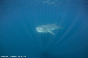 Coral Bay - Whale Shark Tour 14