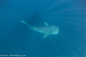 Coral Bay - Whale Shark Tour 15