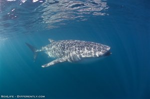 Coral Bay - Whale Shark Tour 16