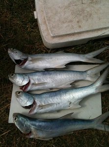 80 Mile Beach - Blue Nose Threadfin Salmon