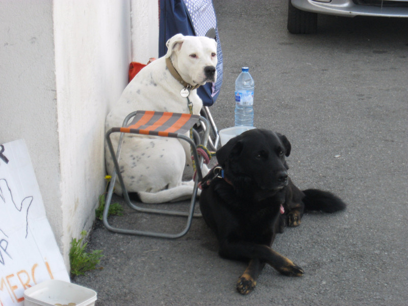 Two dogs hanging out at a small supermarket in Corbigny