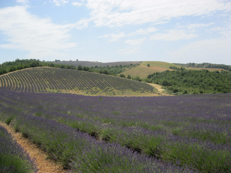 fields of lavendar