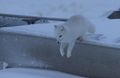 Artic fox