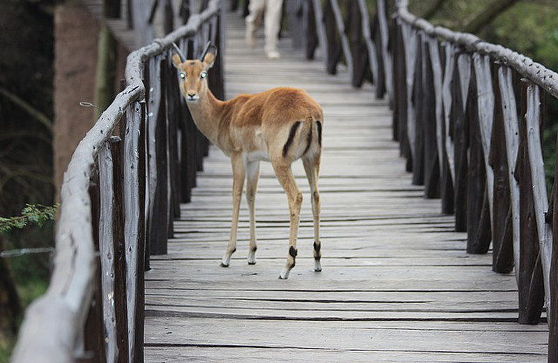 Pala the orphaned impala