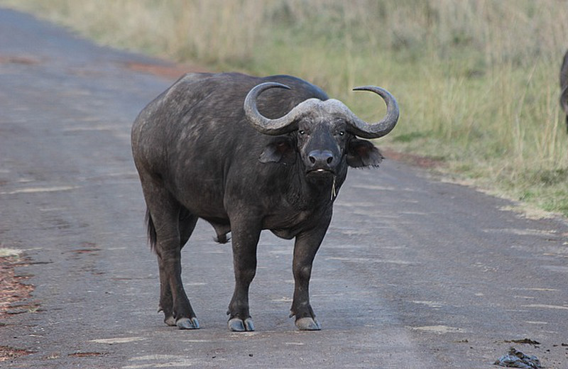 Cape buffalo | Photo