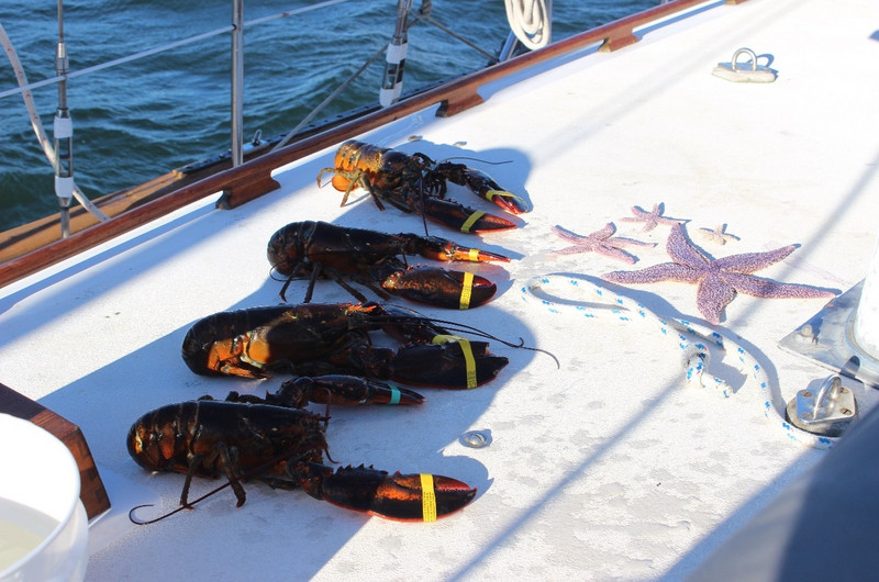 Lobsters on display