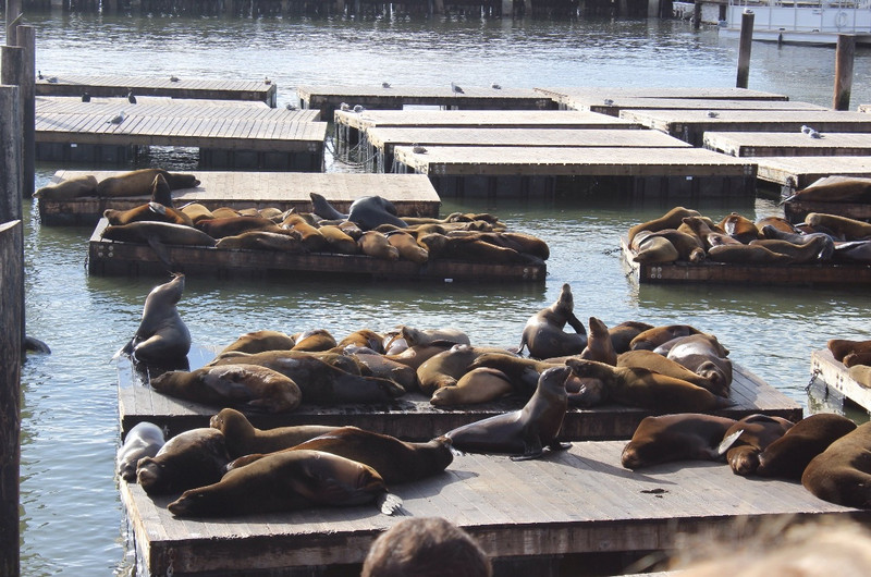 Seals in the harbour 