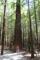 Sheila and the Redwoods