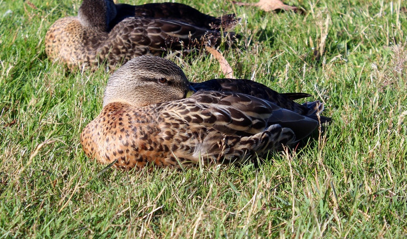 Relaxing ducks