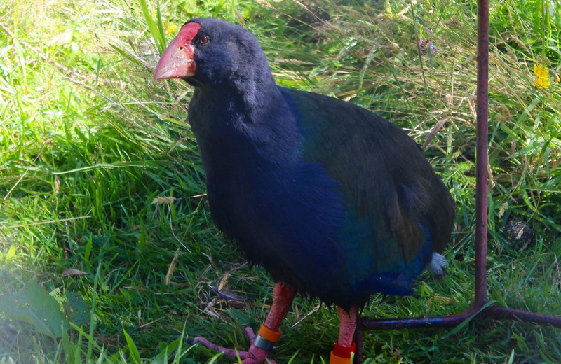 Takahe bird - only about 500 remain