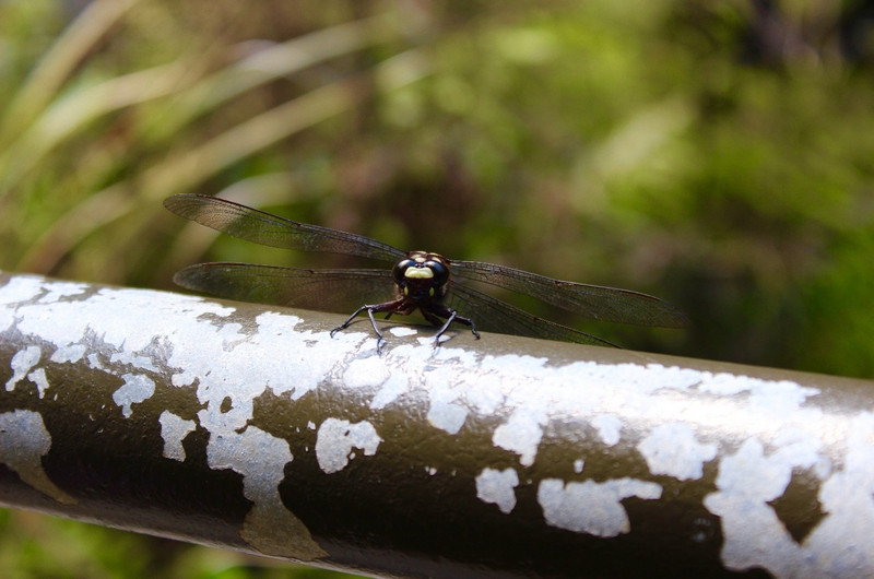 Huge dragonflies 