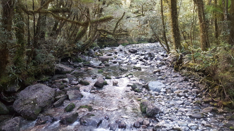 Nature hike on Milford Track