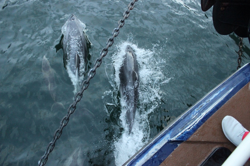 Dolphins on the bow wave