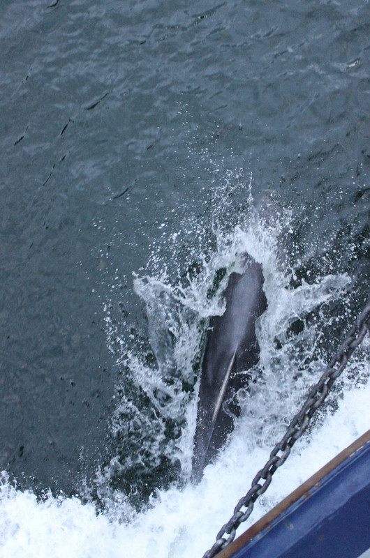 Dolphins on the bow wave
