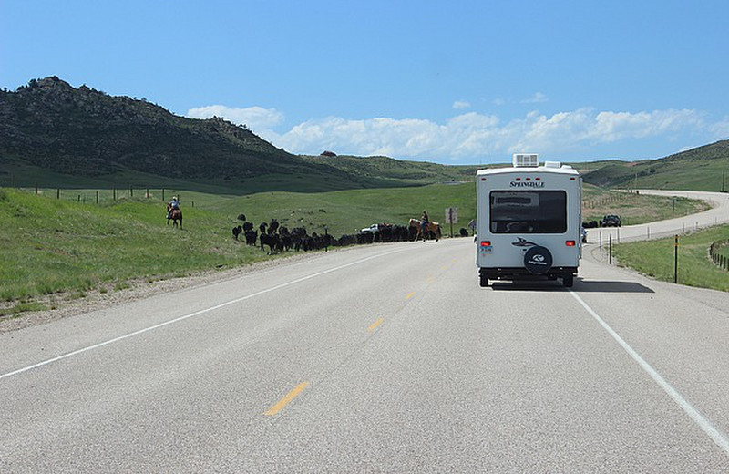 Herding cattle across the road in Wyoming