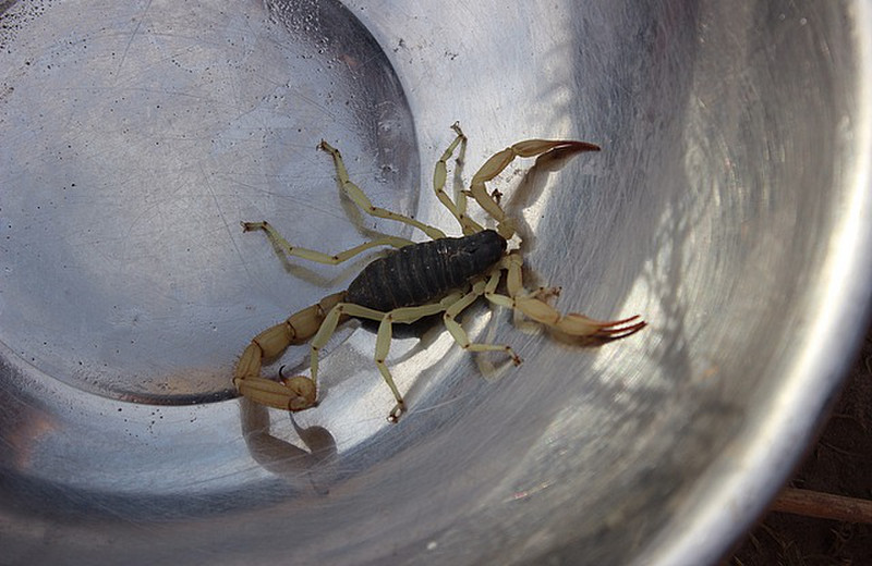 Visitor at camp....scorpion 